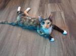 Cali - Domestic Cat For Adoption - Aiken&comma; SC&comma; US