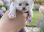 Seal Mitted Female Purple - Ragdoll Kitten For Sale - Hershey&comma; PA&comma; US