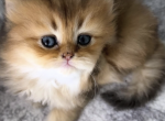 Scottish Straight - Scottish Straight Kitten For Sale - Ferndale&comma; WA&comma; US