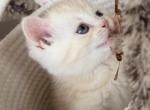 Peach - Scottish Straight Kitten For Sale - Champions Gate&comma; FL&comma; US