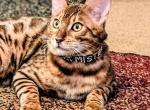 Mister Quick - Bengal Kitten For Sale - Bronx&comma; NY&comma; US