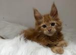 Maine Coon kittens - Maine Coon Kitten For Sale - 