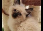 Balinese females Lynx and seal - Balinese Kitten For Sale - Algonquin&comma; IL&comma; US