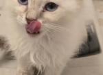 Balinese females Lynx and seal - Balinese Kitten For Sale - Algonquin&comma; IL&comma; US