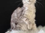 Maine Coon kitten - Maine Coon Kitten For Sale - 