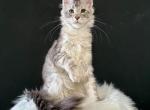 Maine Coon kitten - Maine Coon Kitten For Sale - Winfield&comma; IL&comma; US