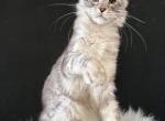 Maine Coon kitten - Maine Coon Kitten For Sale - 
