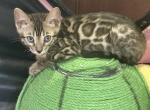 Brown Male Green Collar - Bengal Kitten For Sale - Rocklin&comma; CA&comma; US