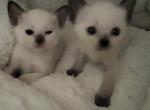 Starlights - Balinese Kitten For Sale - Middleburg&comma; PA&comma; US