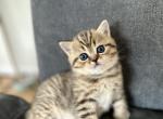 Vivian - Scottish Straight Kitten For Sale - Woodland Park&comma; CO&comma; US