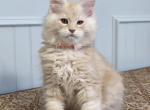 QUARTZ - Maine Coon Kitten For Sale - Clayton&comma; NC&comma; US