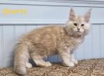 QUARTZ - Maine Coon Kitten For Sale - Clayton&comma; NC&comma; US