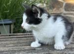Beautiful kittens for family - Domestic Kitten For Sale - 