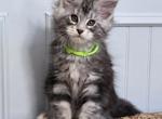 GRANITE - Maine Coon Kitten For Sale - Clayton&comma; NC&comma; US