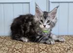 GRANITE - Maine Coon Kitten For Sale - Clayton&comma; NC&comma; US