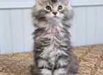 RUBY - Maine Coon Kitten For Sale - Clayton&comma; NC&comma; US