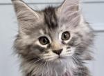 RUBY - Maine Coon Kitten For Sale - Clayton&comma; NC&comma; US
