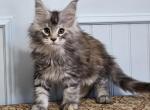 RUBY - Maine Coon Kitten For Sale - Clayton&comma; NC&comma; US