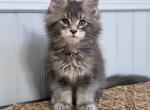 SAPPHIRE - Maine Coon Kitten For Sale - Clayton&comma; NC&comma; US