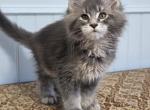 SAPPHIRE - Maine Coon Kitten For Sale - Clayton&comma; NC&comma; US