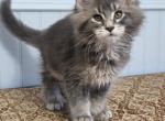 SAPPHIRE - Maine Coon Kitten For Sale - Clayton&comma; NC&comma; US