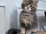 SAPPHIRE - Maine Coon Kitten For Sale - Clayton&comma; NC&comma; US