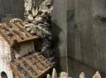 HoneyBear - Selkirk Rex Kitten For Sale - 