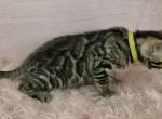 Rizzo Brown Female - Bengal Kitten For Sale - Bradner&comma; OH&comma; US