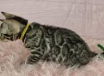 Rizzo Brown Female - Bengal Kitten For Sale - Bradner&comma; OH&comma; US