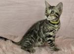 Rizzo Brown Female - Bengal Kitten For Sale - 