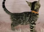 Fiona Brown Female - Bengal Kitten For Sale - 