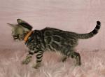Fiona Brown Female - Bengal Kitten For Sale - Bradner&comma; OH&comma; US