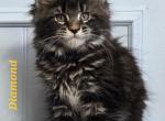 DIAMOND - Maine Coon Kitten For Sale - Clayton&comma; NC&comma; US