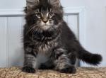 DIAMOND - Maine Coon Kitten For Sale - Clayton&comma; NC&comma; US