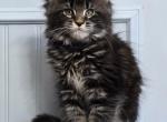 DIAMOND - Maine Coon Kitten For Sale - Clayton&comma; NC&comma; US