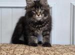 DIAMOND - Maine Coon Kitten For Sale - Clayton&comma; NC&comma; US