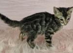 Zuko Brown Male - Bengal Kitten For Sale - Bradner&comma; OH&comma; US