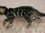 Zuko Brown Male - Bengal Kitten For Sale - Bradner&comma; OH&comma; US