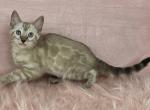 Sonny Snow Mink - Bengal Kitten For Sale - Bradner&comma; OH&comma; US