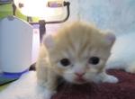 FUNTIME FELIX - American Curl Kitten For Sale - Grand Island&comma; NE&comma; US