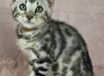 Travolta Collar Silver Male - Bengal Kitten For Sale - Bradner&comma; OH&comma; US