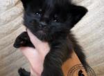 Talis Girls - Maine Coon Kitten For Sale - Nashville&comma; TN&comma; US