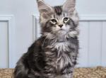 EMERALD - Maine Coon Kitten For Sale - Clayton&comma; NC&comma; US