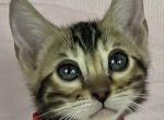 Frenchie Brown Female - Bengal Kitten For Sale - Bradner&comma; OH&comma; US
