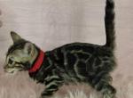 Frenchie Brown Female - Bengal Kitten For Sale - Bradner&comma; OH&comma; US
