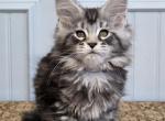 EMERALD - Maine Coon Kitten For Sale - Clayton&comma; NC&comma; US