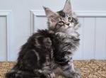 EMERALD - Maine Coon Kitten For Sale - Clayton&comma; NC&comma; US