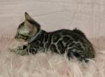 Kenickie Gray Collar Brown Male - Bengal Kitten For Sale - Bradner&comma; OH&comma; US