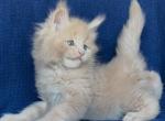Xavier - Maine Coon Kitten For Sale - CO&comma; US