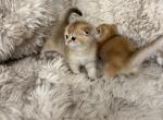 Scottish folds - Scottish Fold Kitten For Sale - Whitesboro&comma; NY&comma; US